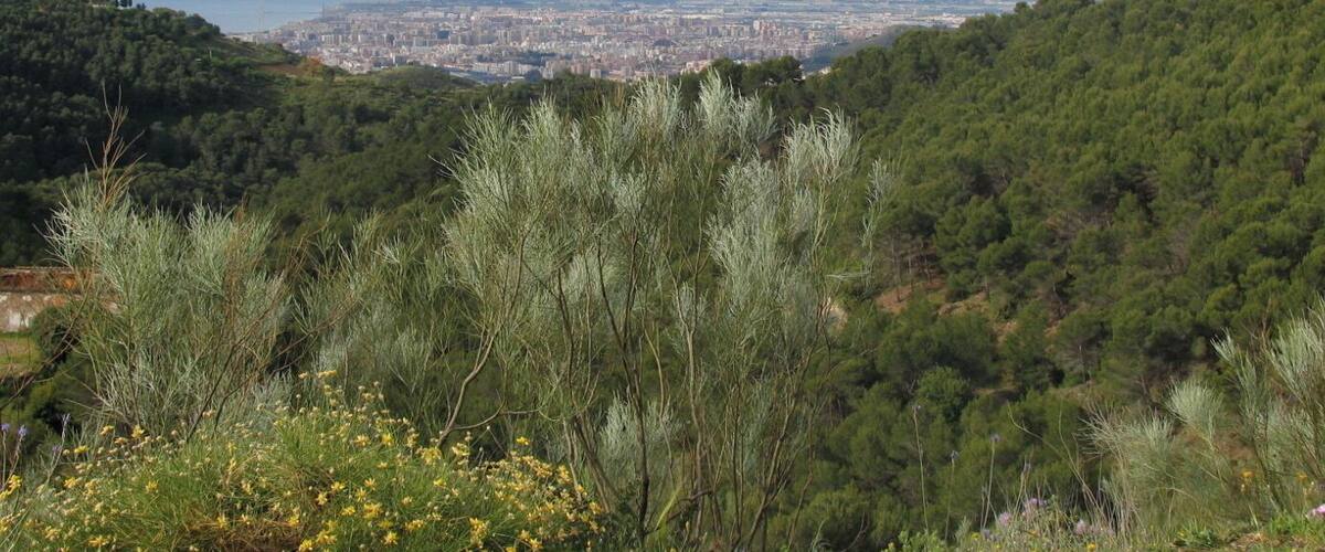 Vista del Parque Natural Montes de Málaga desde las inmediaciones del lagar Don Ventura (abajo a la izquierda en la imagen), sobre el carril que conduce al lagar de Contreras.