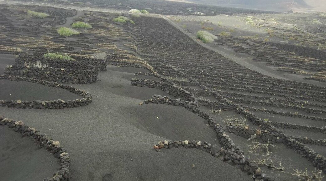 This is how a vineyard looks like in Lanzarote. It was hard for me to believe that anything could grow in that sandy black soil but.... surprise!!! And the vine was exquisite !
