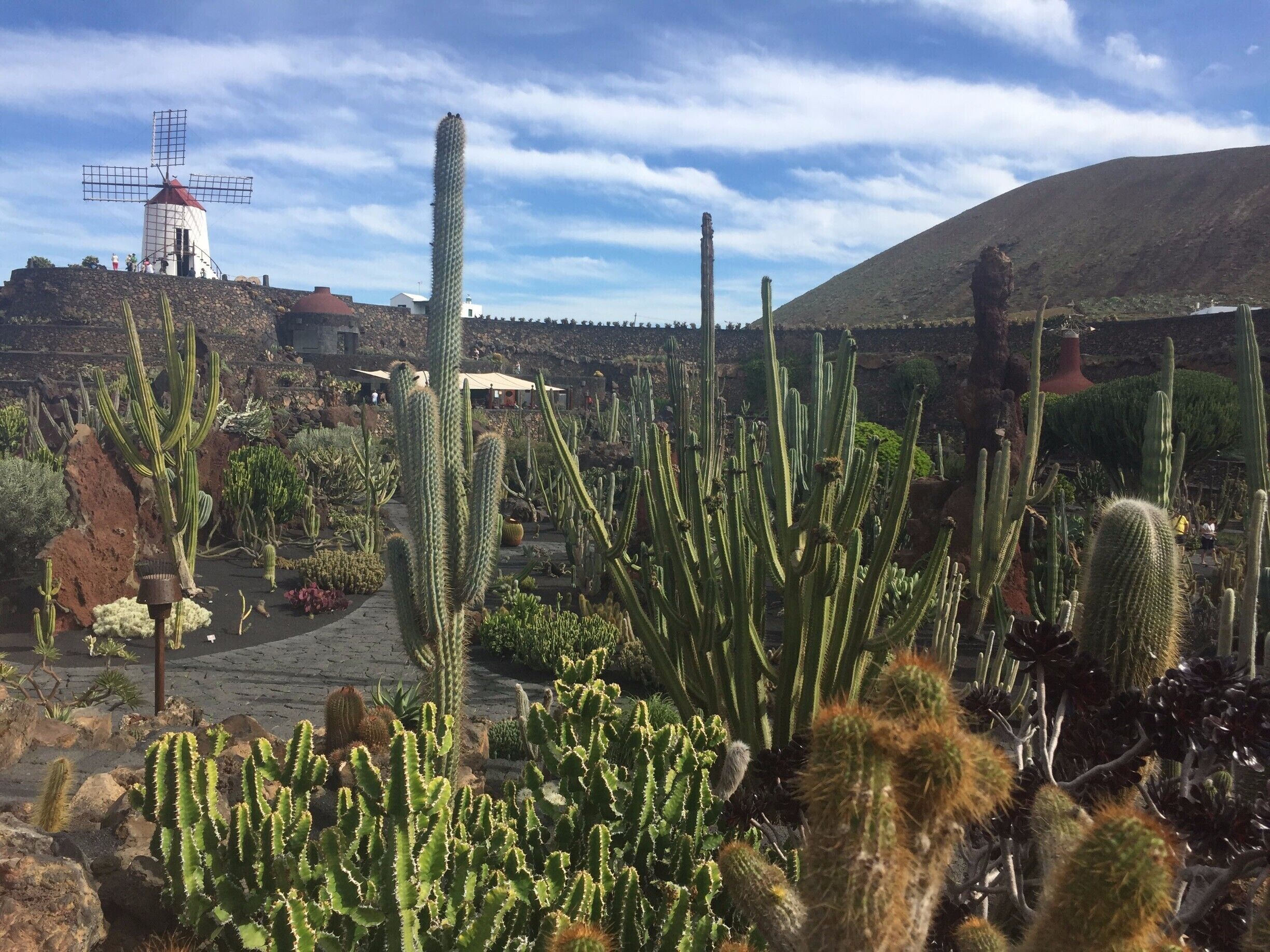 Um jardim de cactos com um moinho de vento ao fundo.