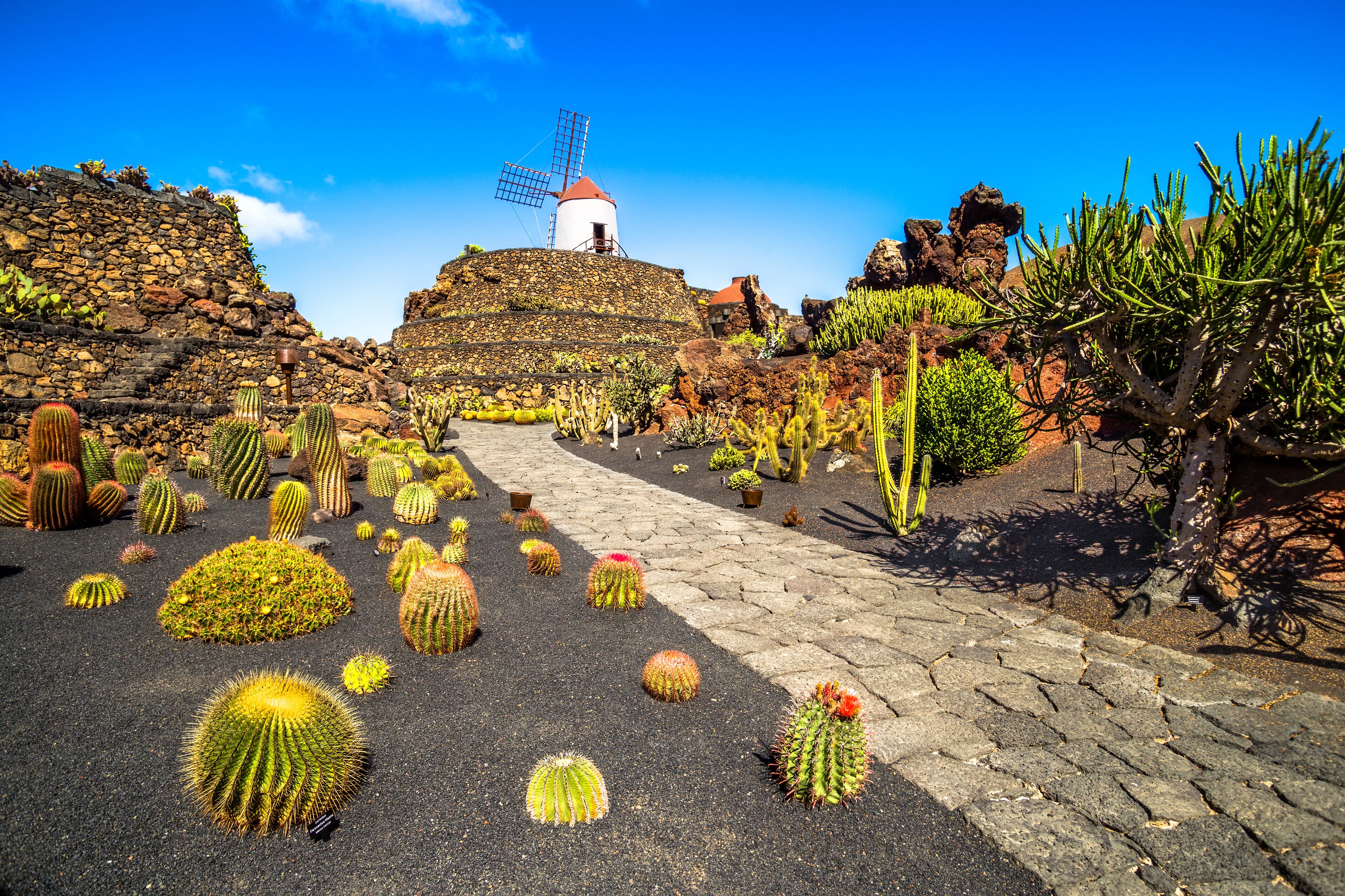 A windmill, cacti, and a stone pathway.