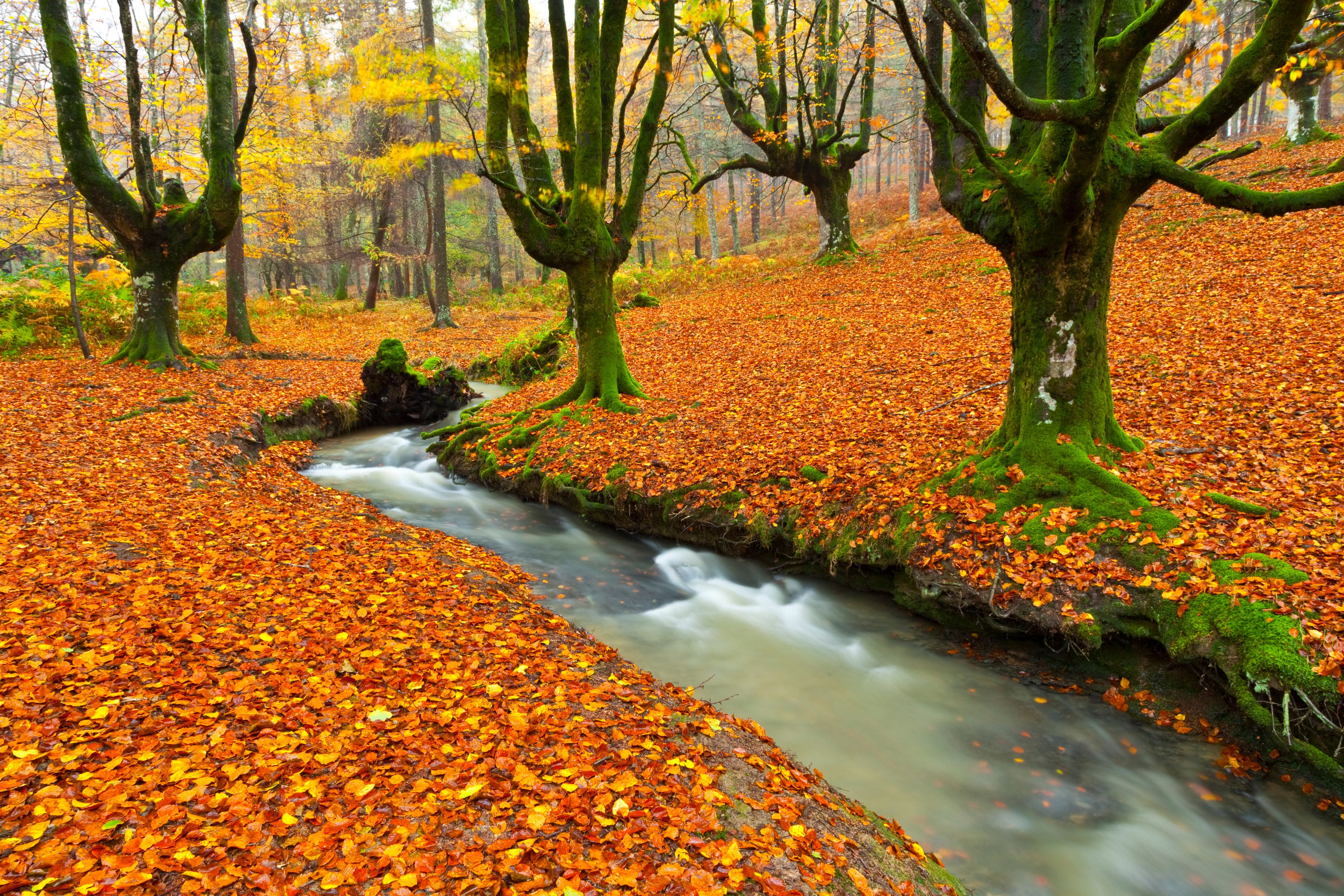 European Beech or Common Beech Forest, Gorbeia Natural Park, Basque Country, Spain, Europe    Bosque de Hayas en otoño, Parque Natural del Gorbeia, Bizkaia - Alava, Pais Vasco, España