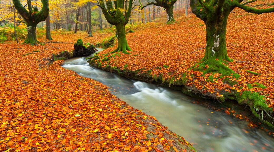 European Beech or Common Beech Forest, Gorbeia Natural Park, Basque Country, Spain, Europe Bosque de Hayas en otoño, Parque Natural del Gorbeia, Bizkaia - Alava, Pais Vasco, España
