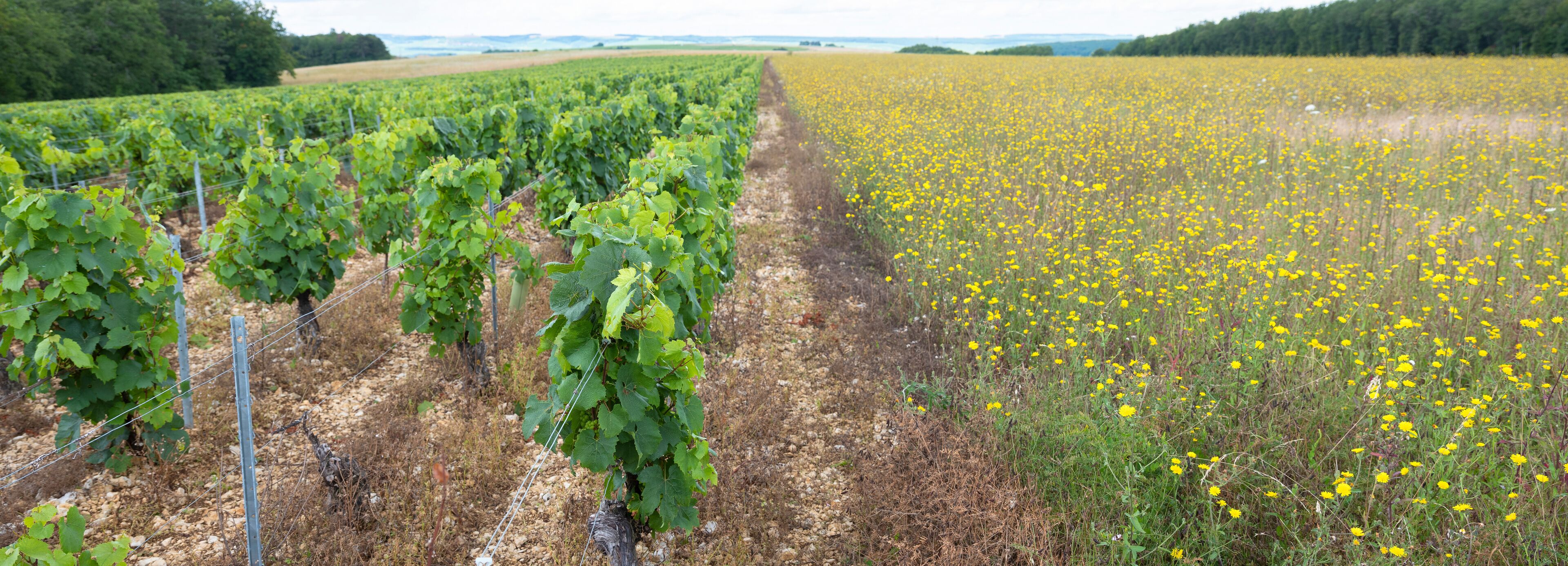 vines and summer flowers in french countryside of burgundy