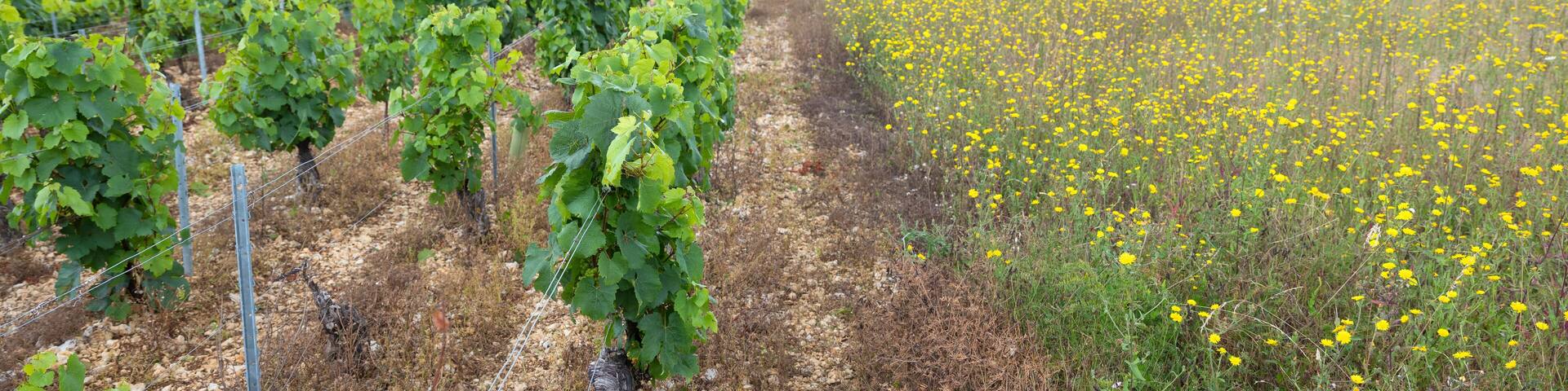 vines and summer flowers in french countryside of burgundy