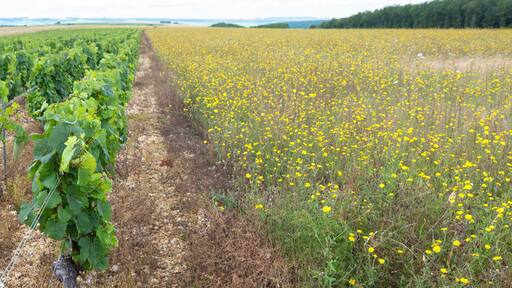 vines and summer flowers in french countryside of burgundy