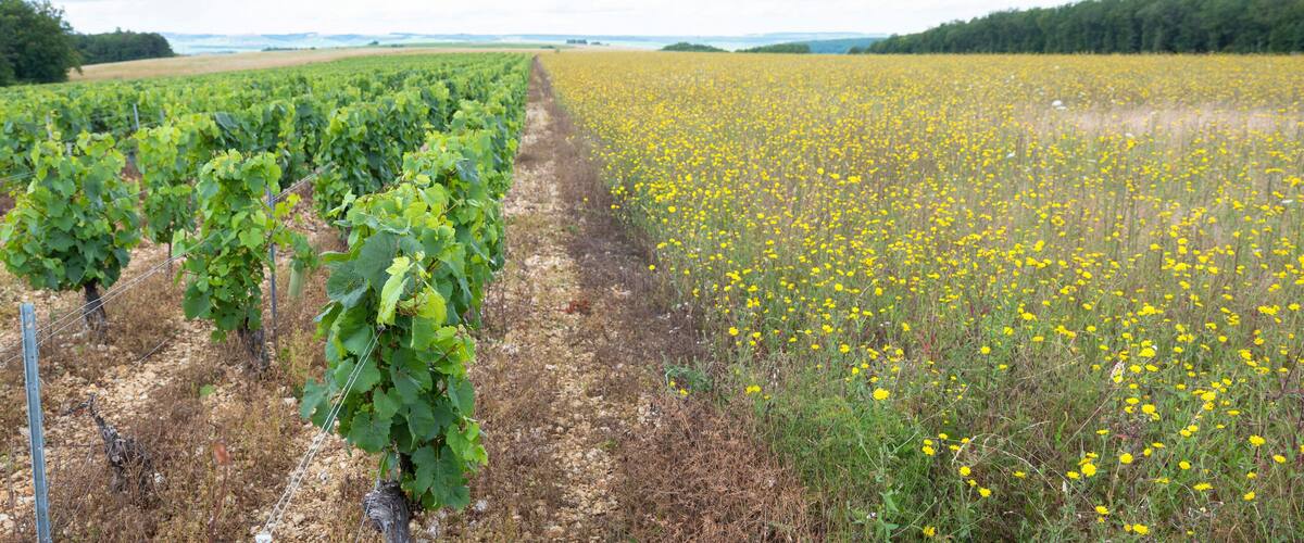 A vineyard adjacent to a wildflower field.