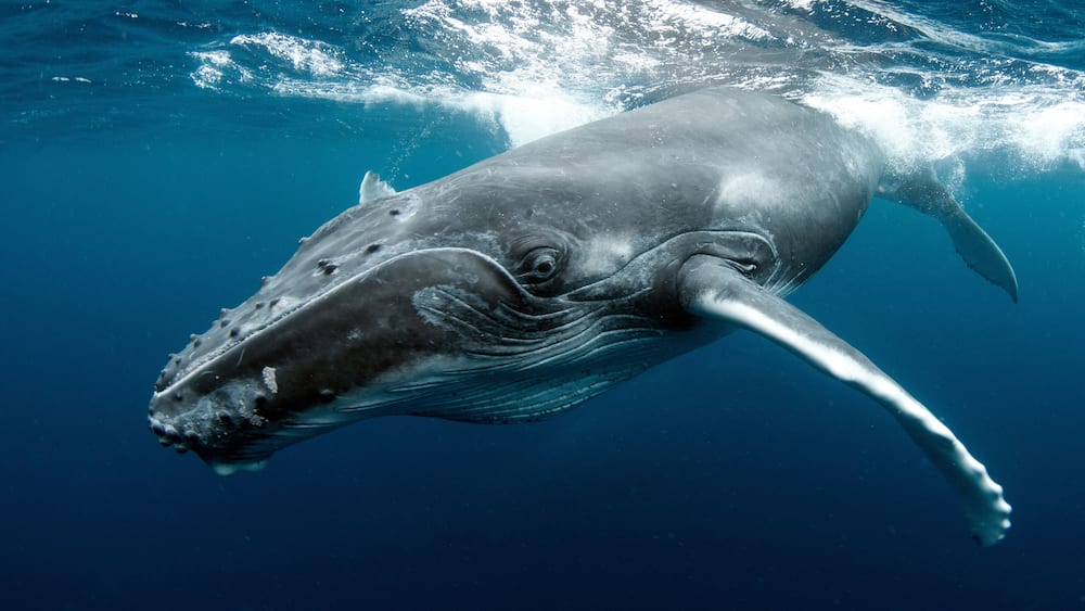 A whale swimming underwater.
