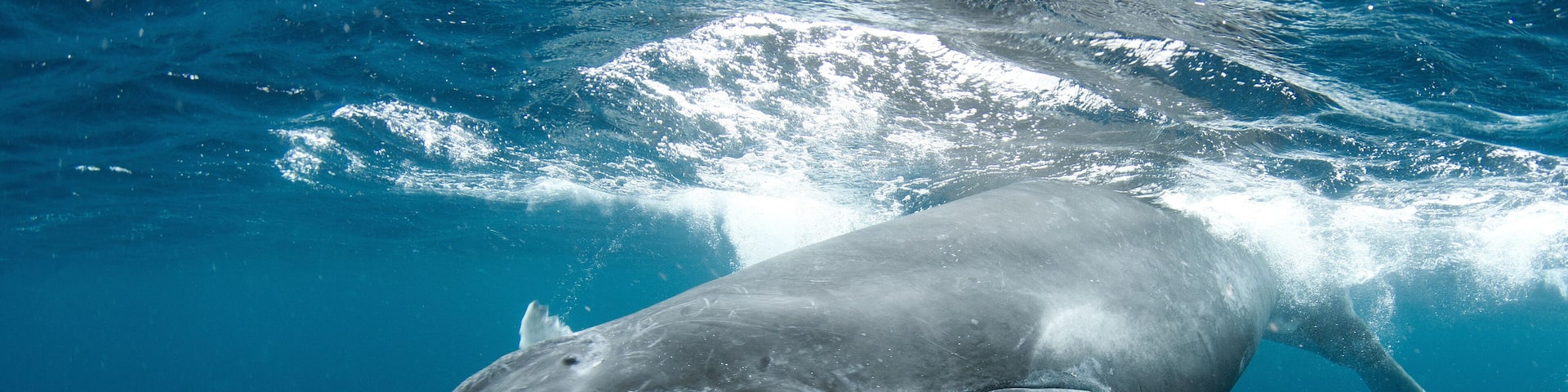 Humpback Whale in Tonga Pacific Ocean Polynesia