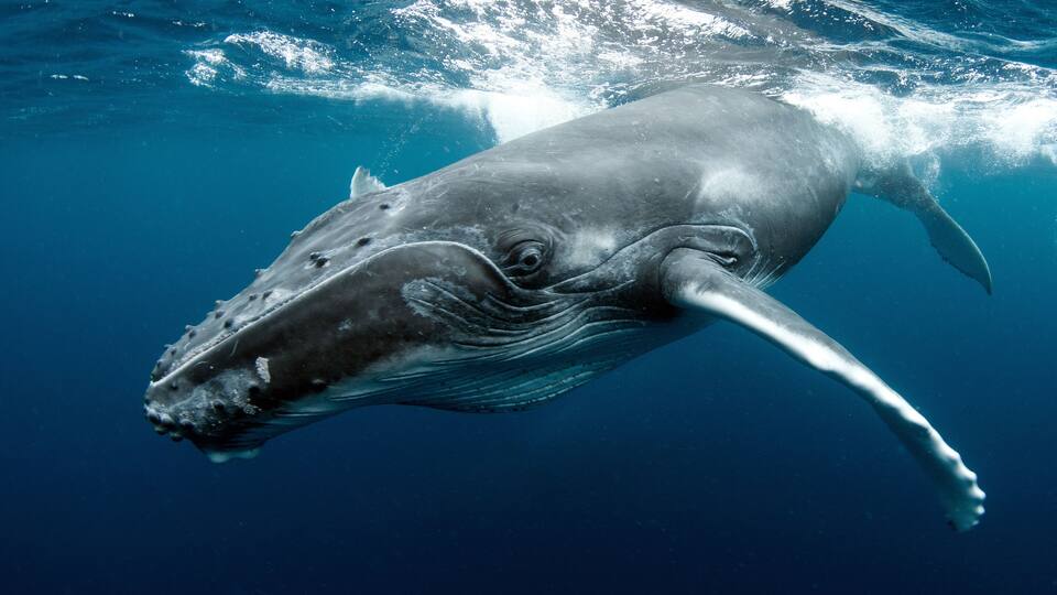 A whale swimming underwater.