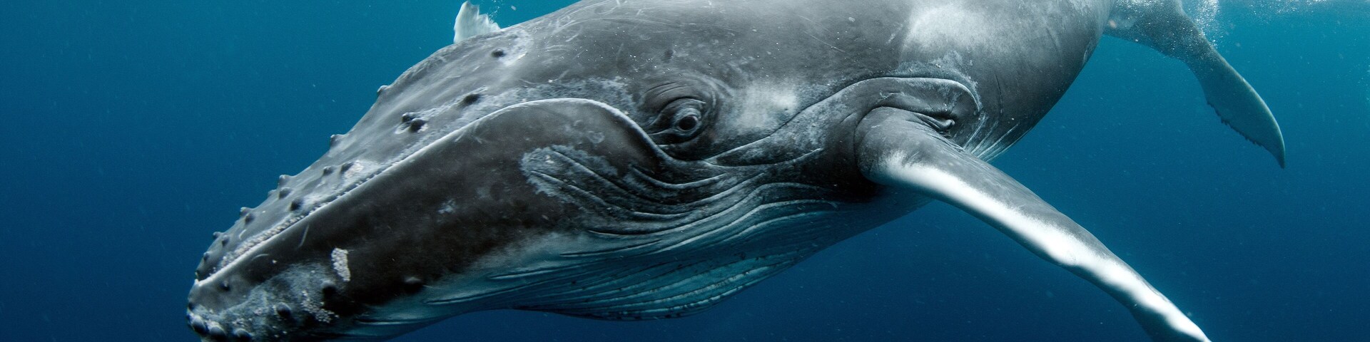 Humpback Whale in Tonga Pacific Ocean Polynesia