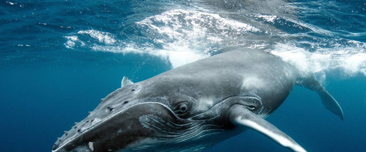 A whale swimming underwater.