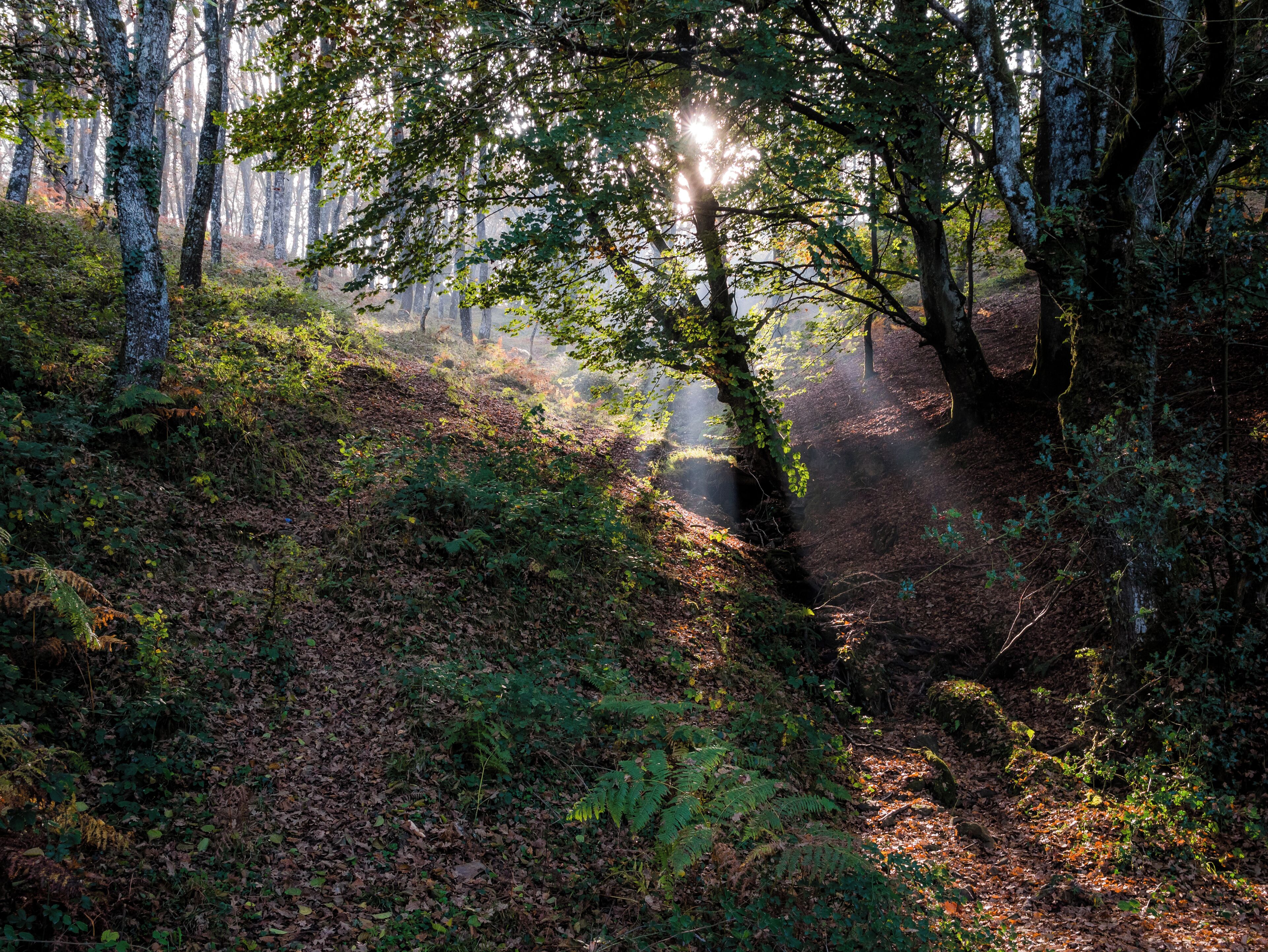 Autumnal woods in the Albertia mountain area. Álava, Basque Country, Spain