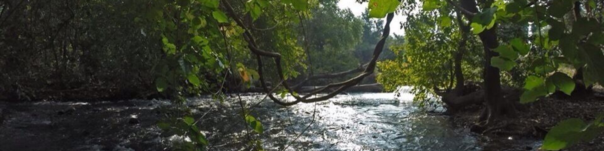 Un río serpentea por un bosque frondoso, con rayos de sol filtrándose entre los árboles.