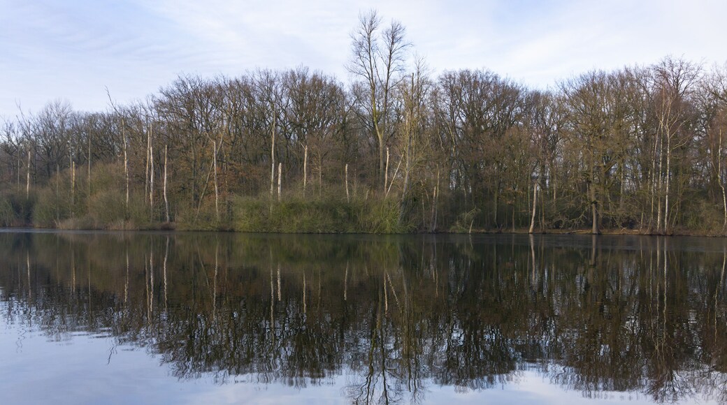 Wald mit Spiegelung am Beversee, Naturschutzgebiet Beversee, Bergkamen, Nordrhein-Westfalen, Deutschland, Europa