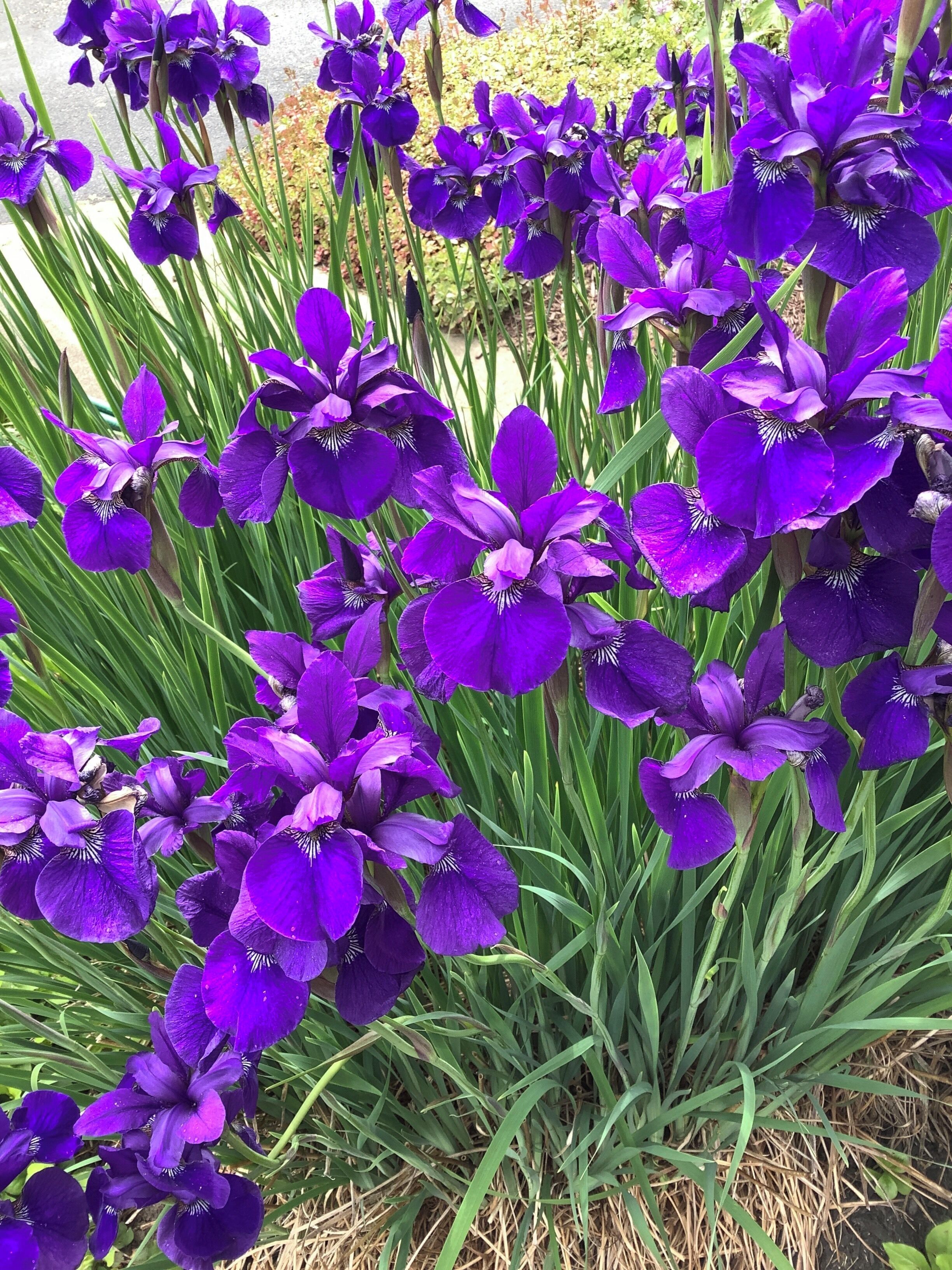 Un grupo tupido de flores de iris púrpuras con hojas verdes largas.