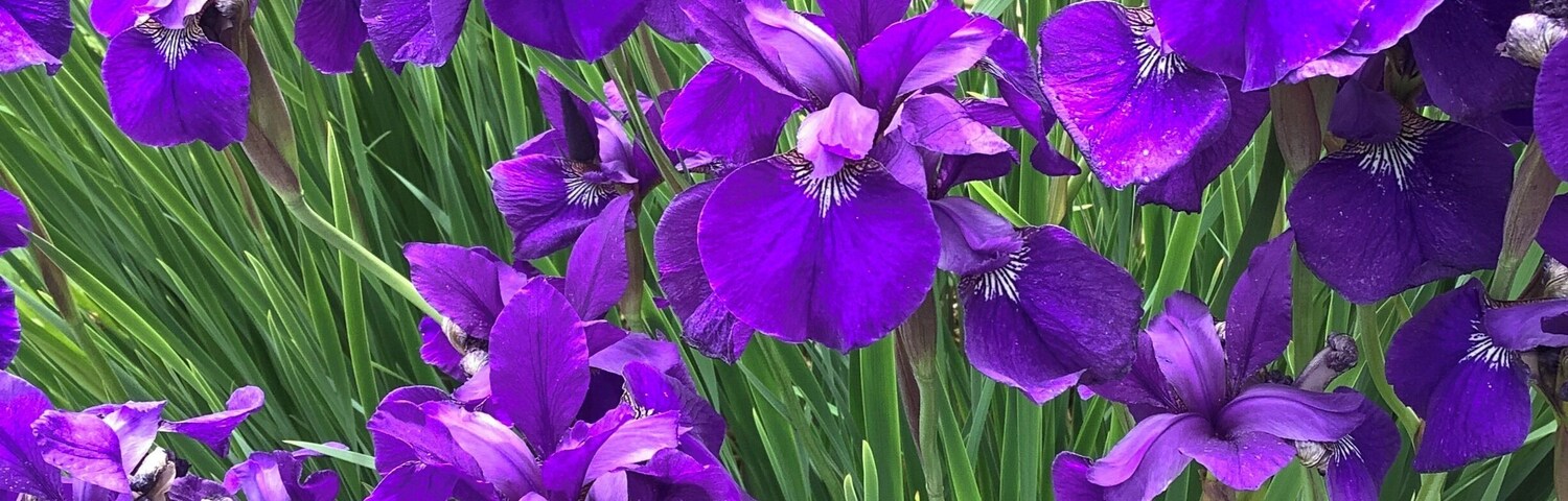 Un grupo tupido de flores de iris púrpuras con hojas verdes largas.