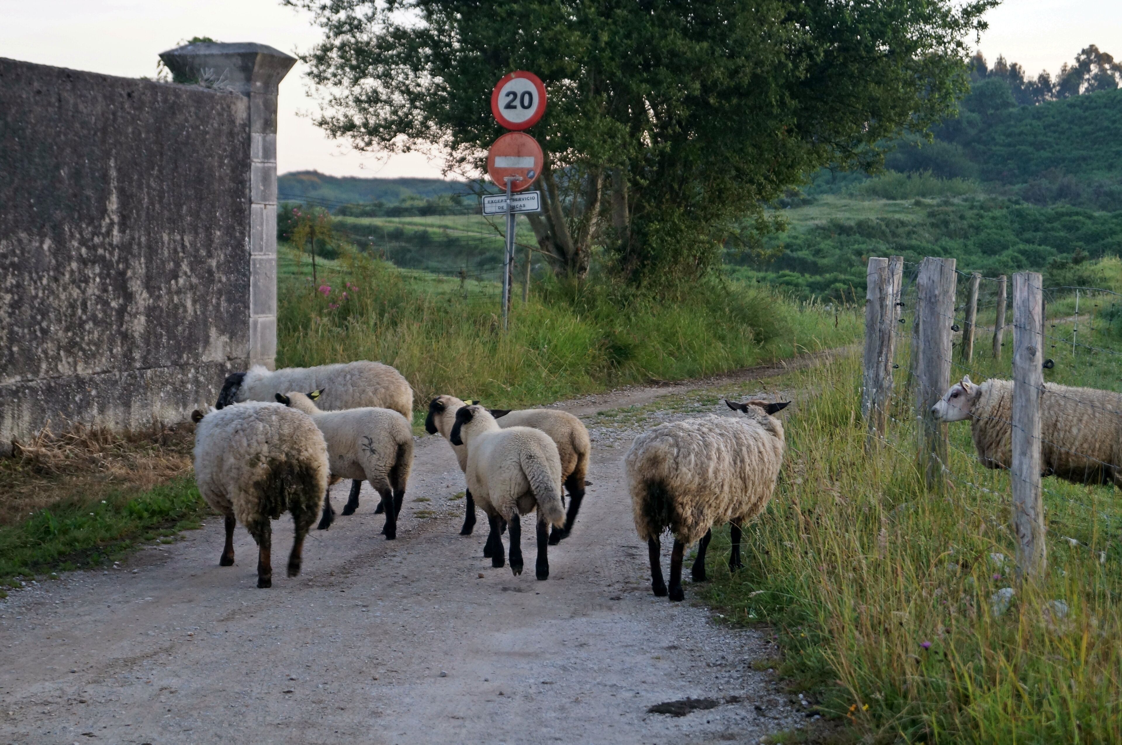 A rural road with a flock of sheep, a 20 mph speed limit sign, and a 'No Entry' sign.
