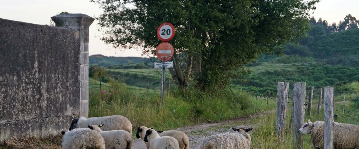 A rural road with a flock of sheep, a 20 mph speed limit sign, and a 'No Entry' sign.