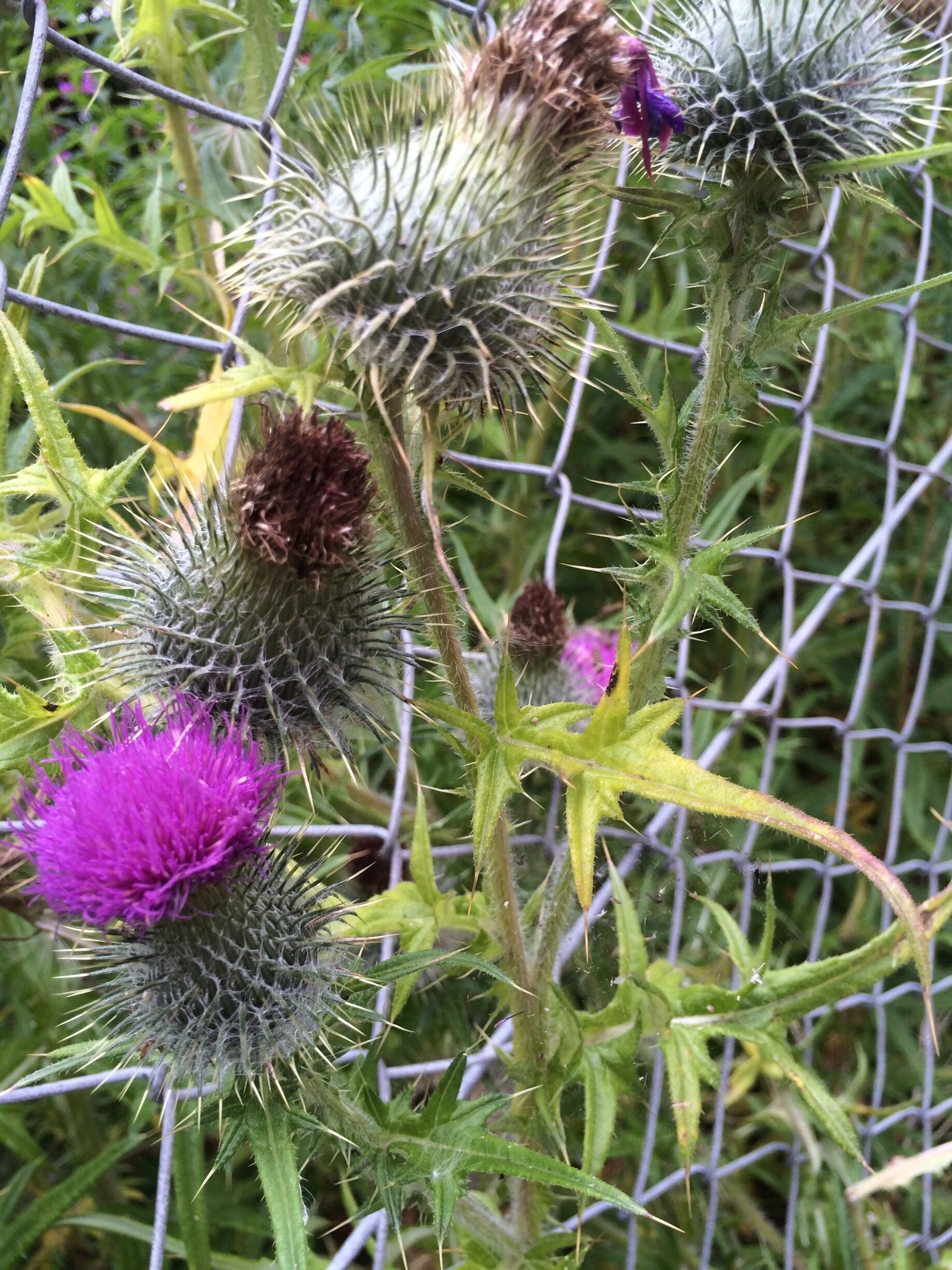 Thistles X 