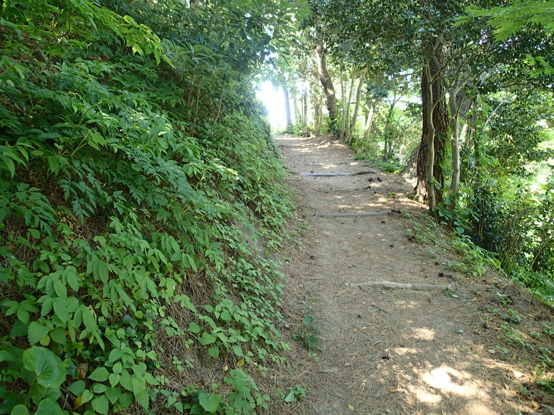 Forest Path, Ulleungdo Island