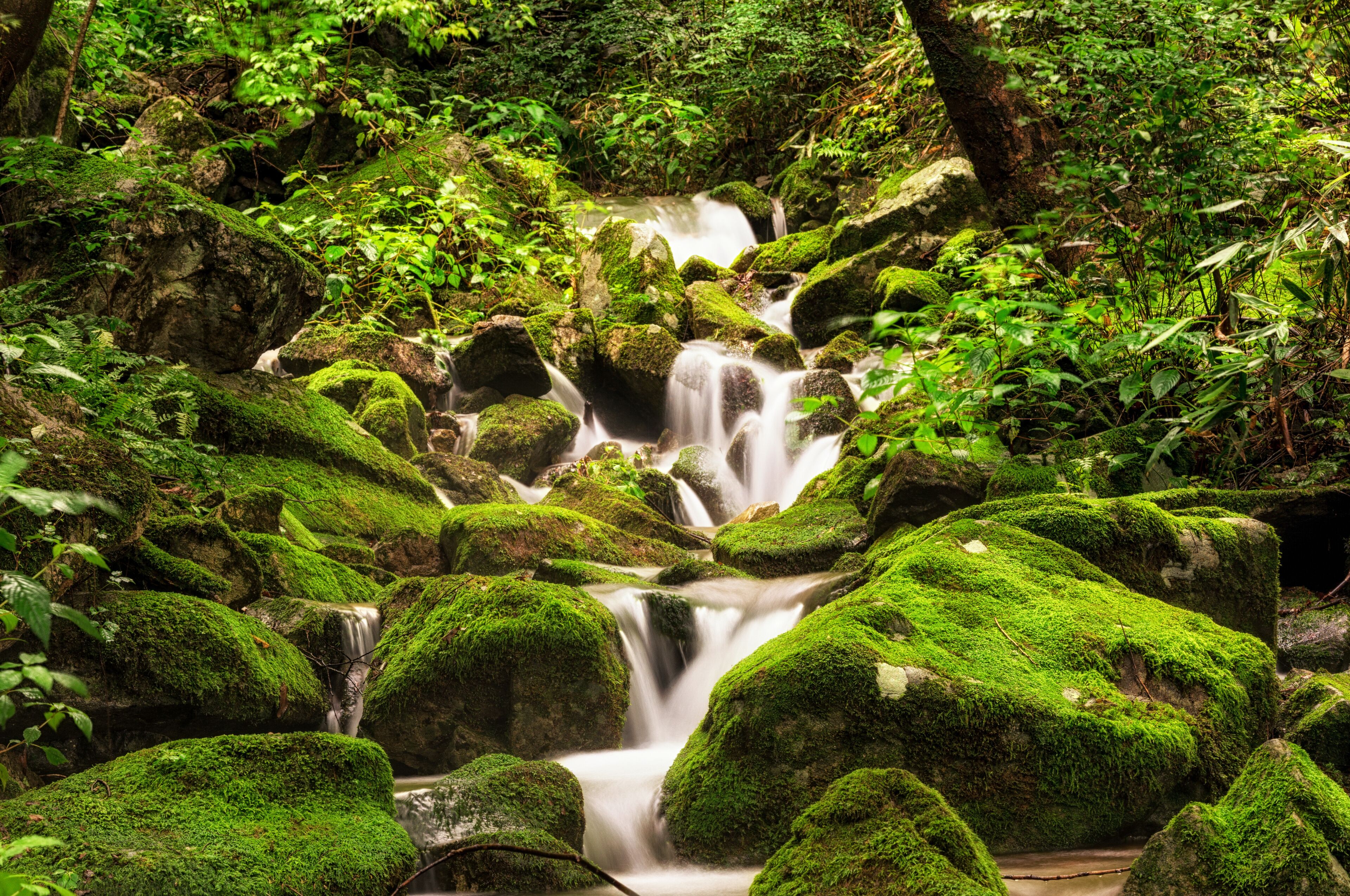 A small creek in a mossy forest. Taken in Wanju, South Korea