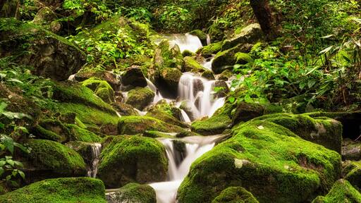 A small creek in a mossy forest. Taken in Wanju, South Korea