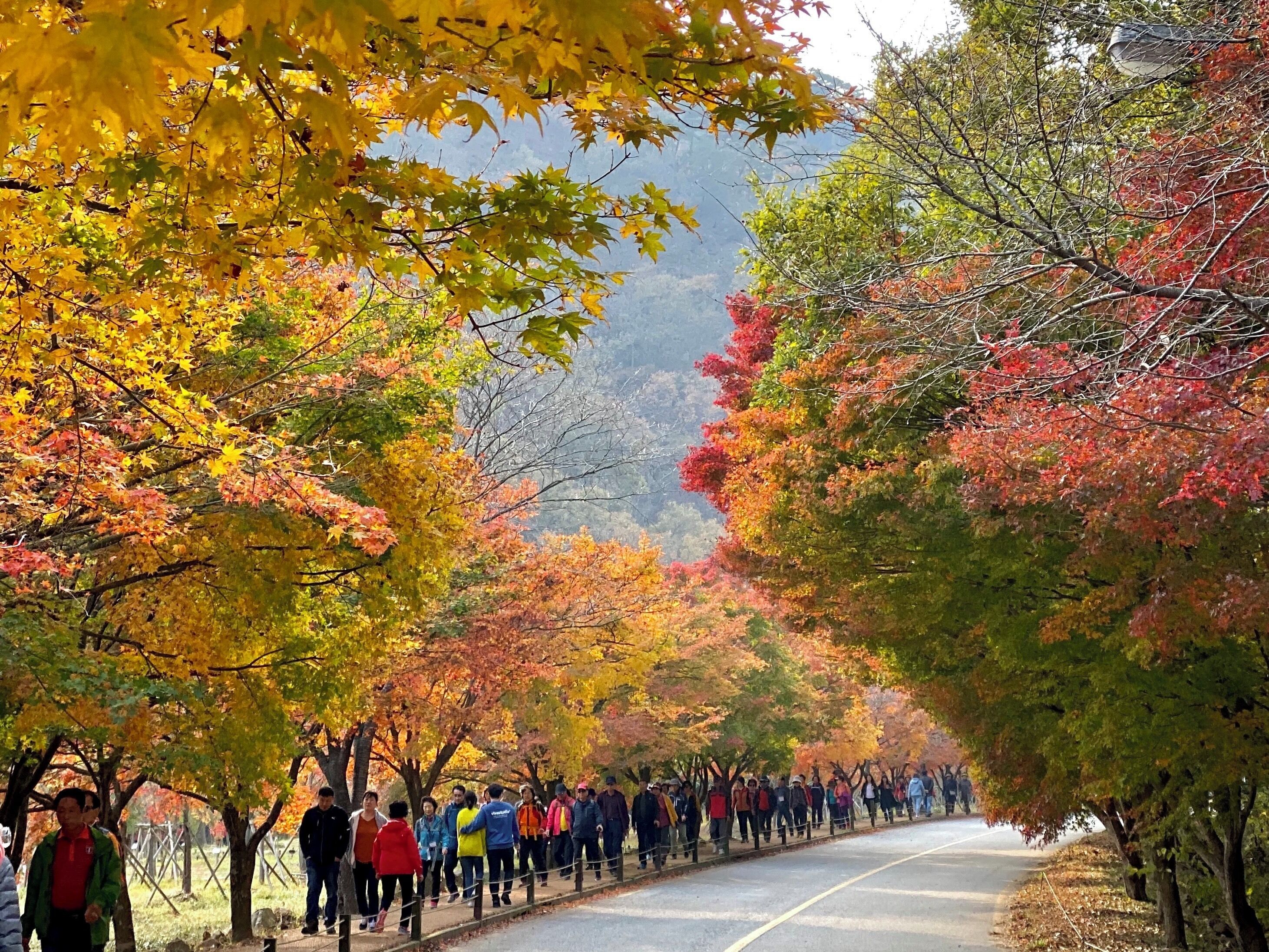 The hues of autumn draws locals to hike at Naejangsan Park. You will see all ages nimbly walking up and down the mountain without breaking a sweat. #autumn #southkorea #naejangsan #LifeAtExpedia #Trovember