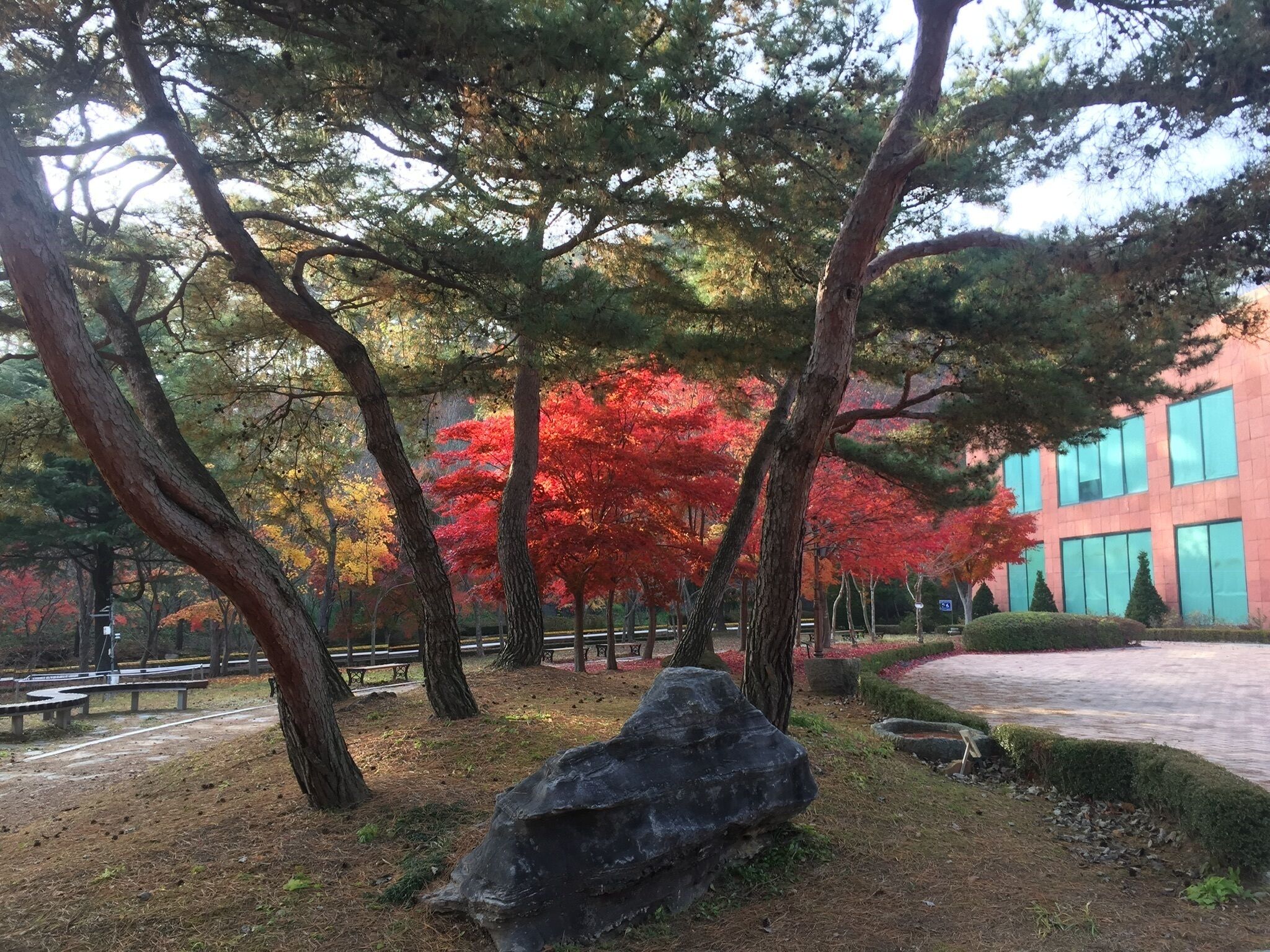 maple tree in pine trees