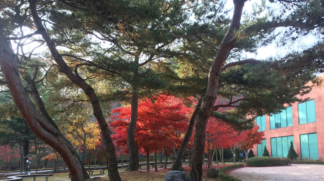 maple tree in pine trees