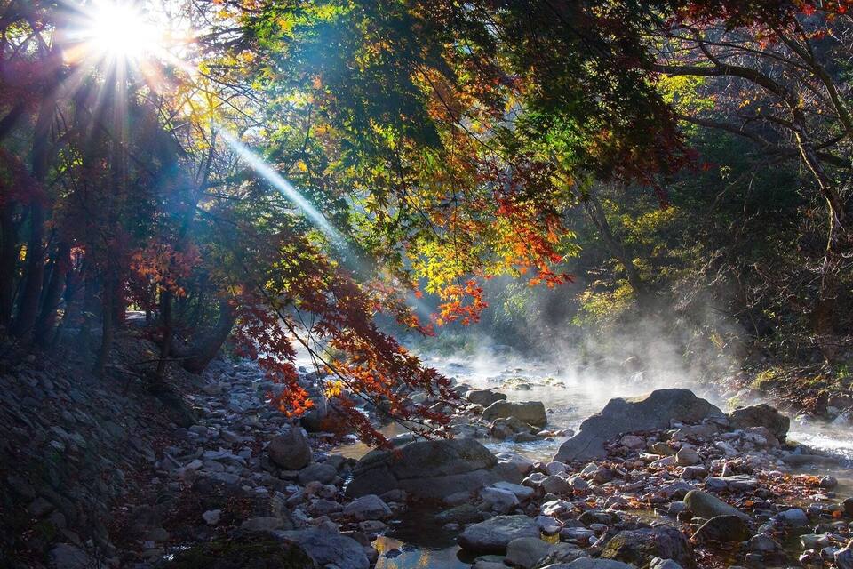 A forest with autumn leaves, a stream, and sunlight filtering through the trees.