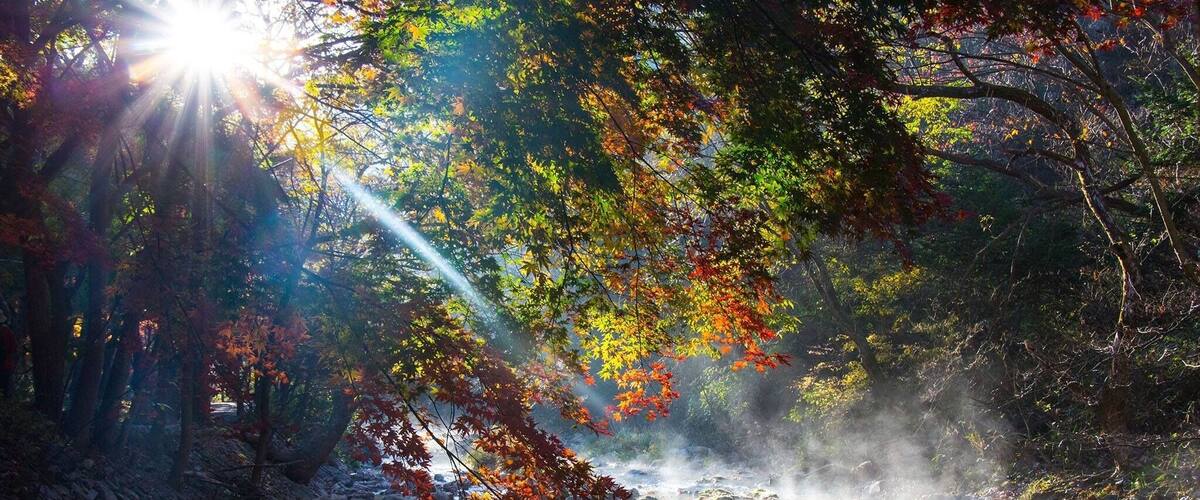 A forest with autumn leaves, a stream, and sunlight filtering through the trees.