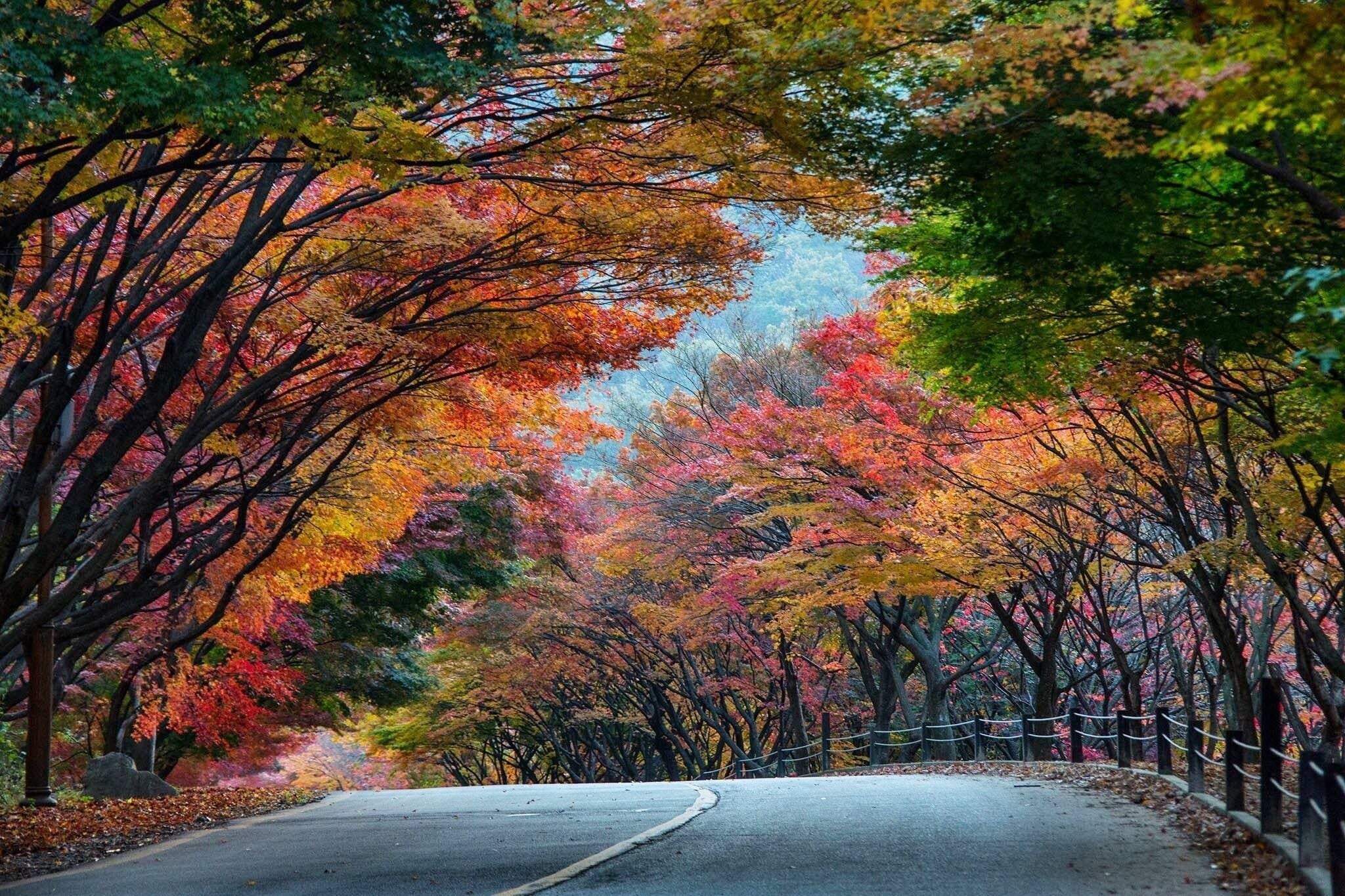 The road side full with colourful autumn leaves