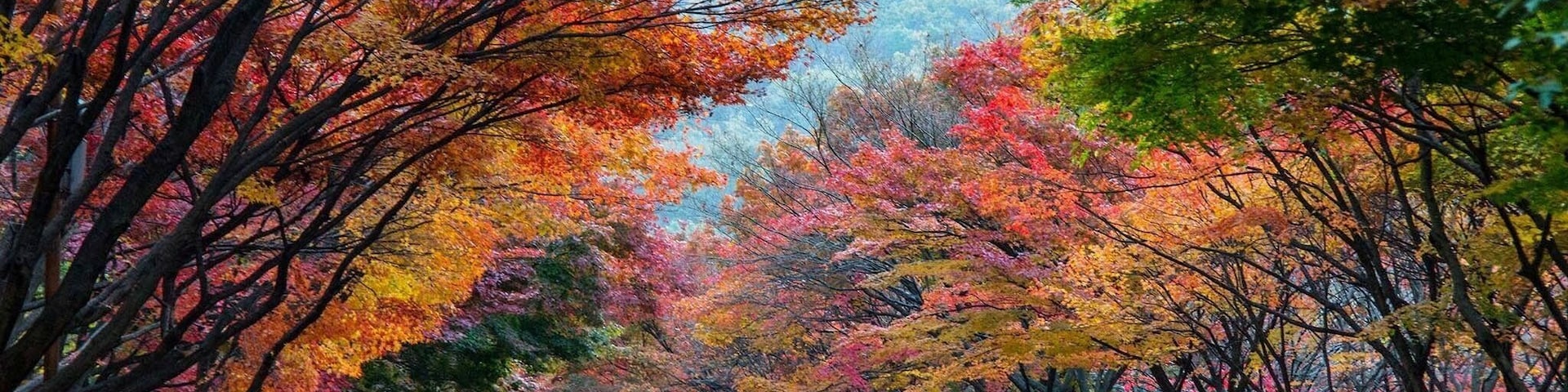 The road side full with colourful autumn leaves