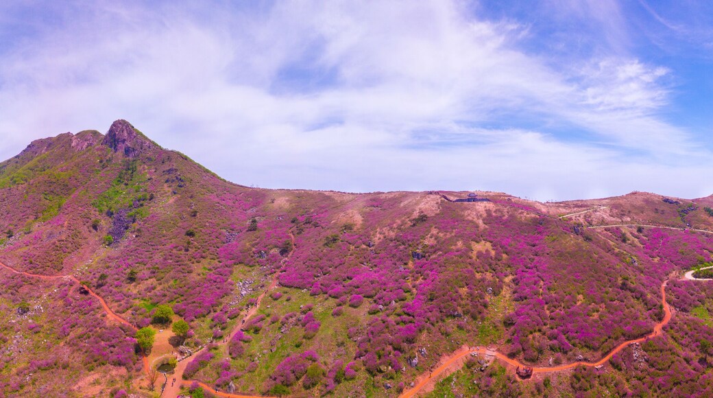 Beautiful Royal Azalea Flower at Hwangmaesan mountain in Hapcheon city of South Korea. Hwangmaesan mountain with beautiful Royal Azalea Flower during Spring season. Beautiful nature of Hwangmaesan Mt.