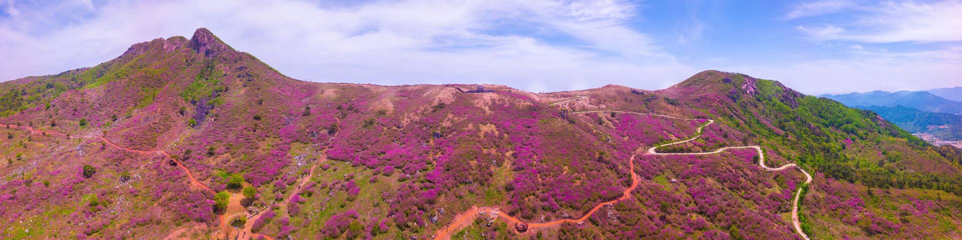 Beautiful Royal Azalea Flower at Hwangmaesan mountain in Hapcheon city of South Korea. Hwangmaesan mountain with beautiful Royal Azalea Flower during Spring season. Beautiful nature of Hwangmaesan Mt.