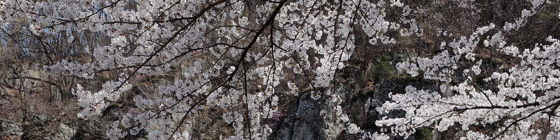 spring blossoms in Ilbungsa