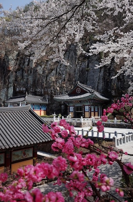 spring blossoms in Ilbungsa