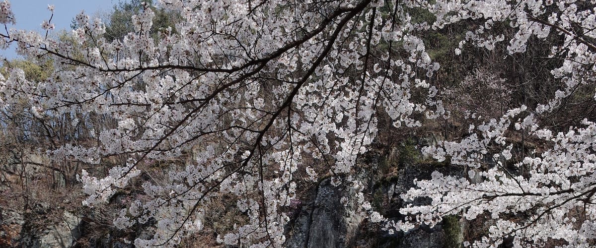 A traditional temple with a rock backdrop, surrounded by blooming cherry blossoms.