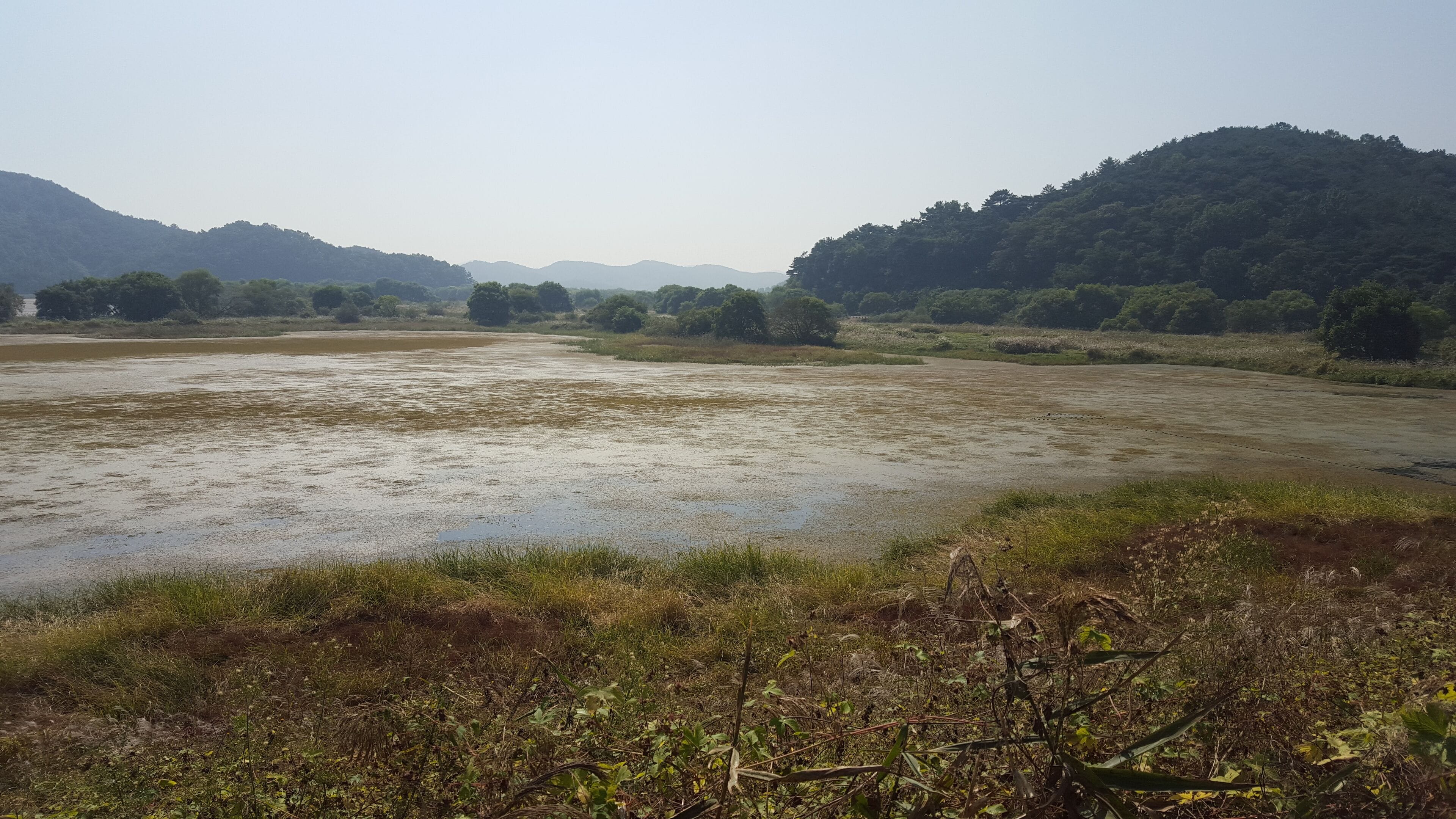 Shimmering water mixed with reed