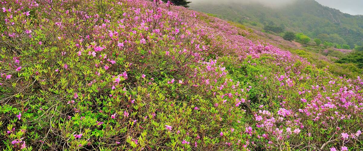 Azalea at Hwangmaesan Mountain in Changnyeong, Korea