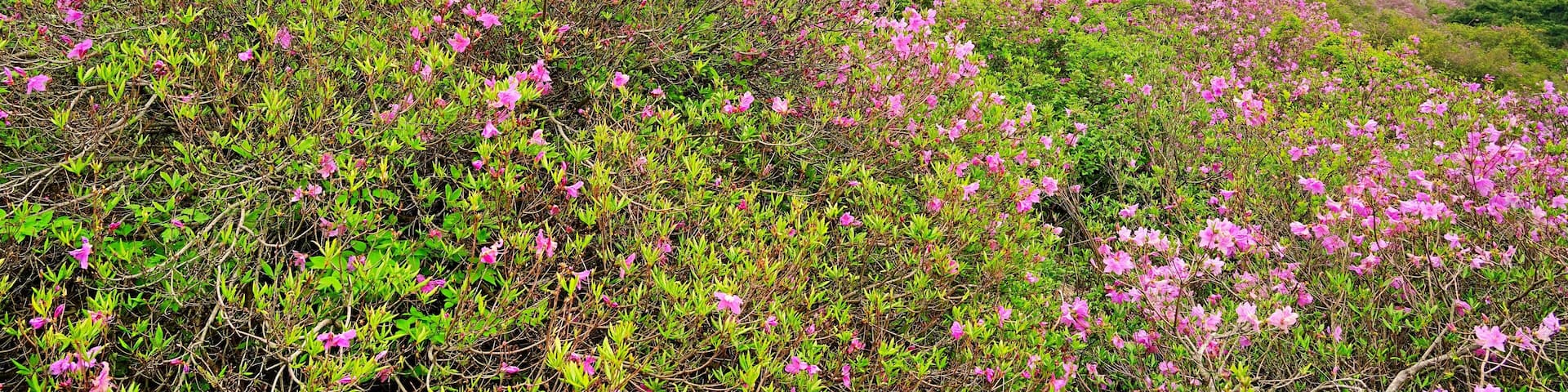 Azalea at Hwangmaesan Mountain in Changnyeong, Korea