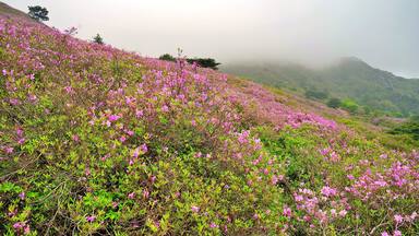 Azalea at Hwangmaesan Mountain in Changnyeong, Korea