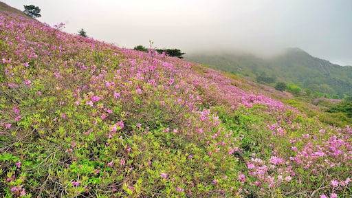 Azalea at Hwangmaesan Mountain in Changnyeong, Korea