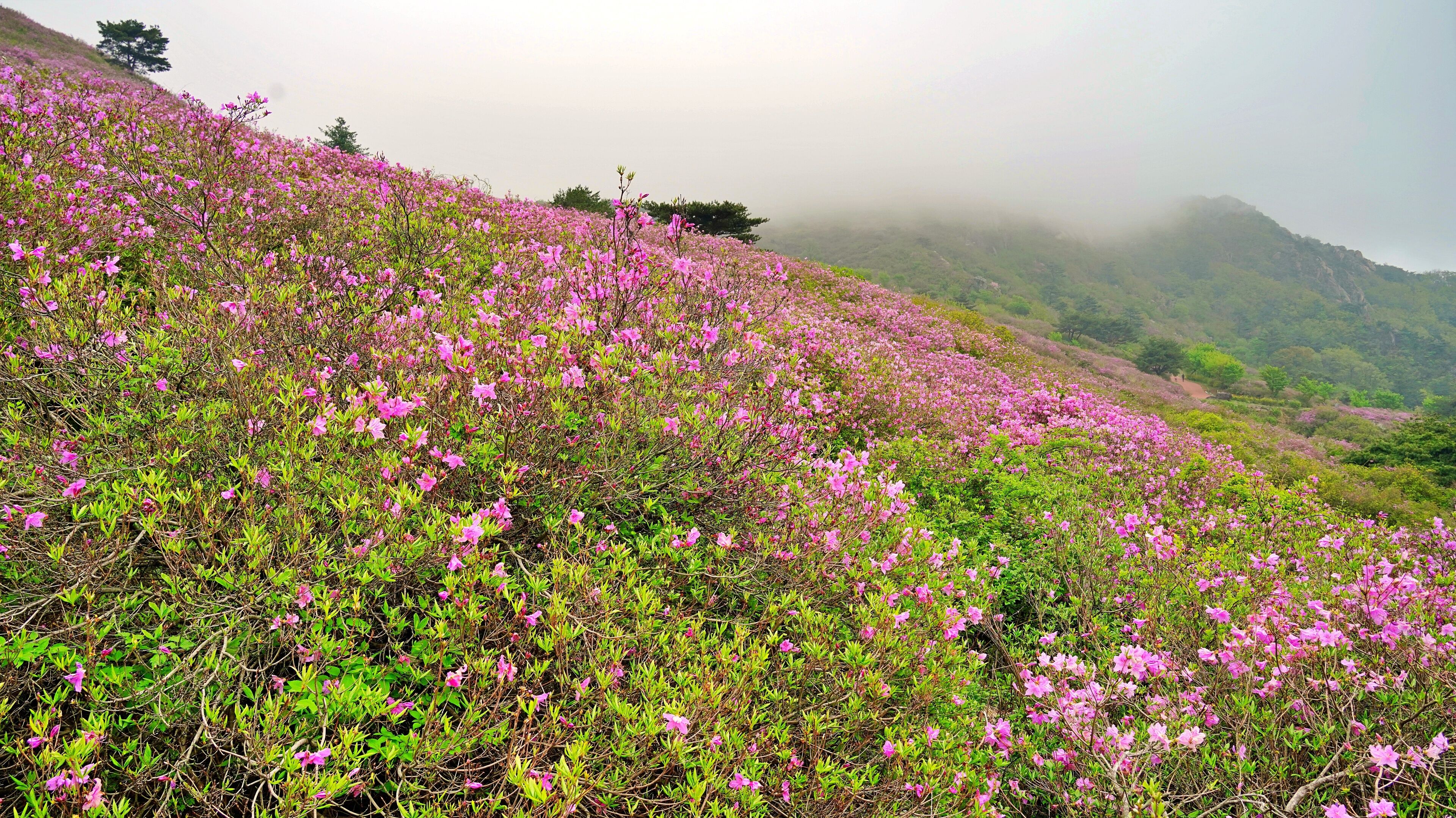 A hillside covered with pink flowers, a misty mountain in the background, and a few trees.