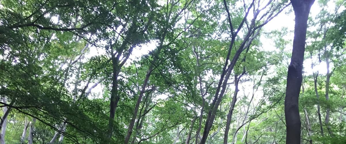 A forest with tall trees and a ground covered in red flowers.