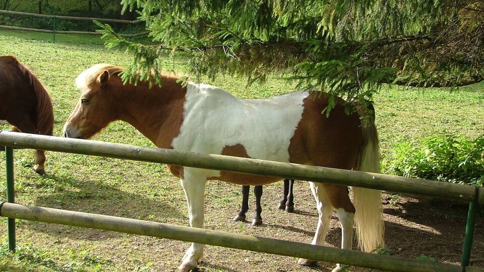 A horse grazing in a fenced area with trees in the background.