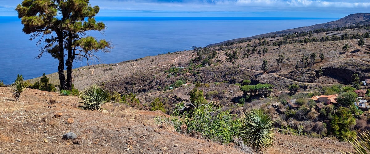 A coastal landscape with a prominent pine tree, dry terrain, scattered vegetation, and a distant view of the sea.
