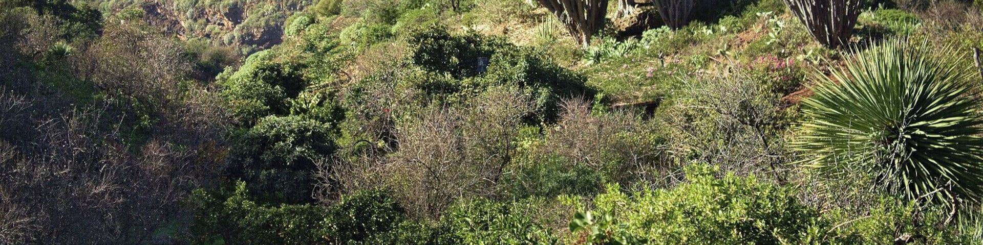 DrachenbÀume auf La Palma.
Dragos at La Palma.