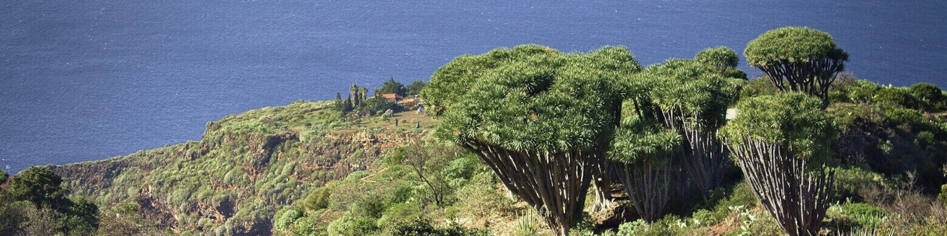 Drachenbäume auf La Palma.
Dragos at La Palma.
