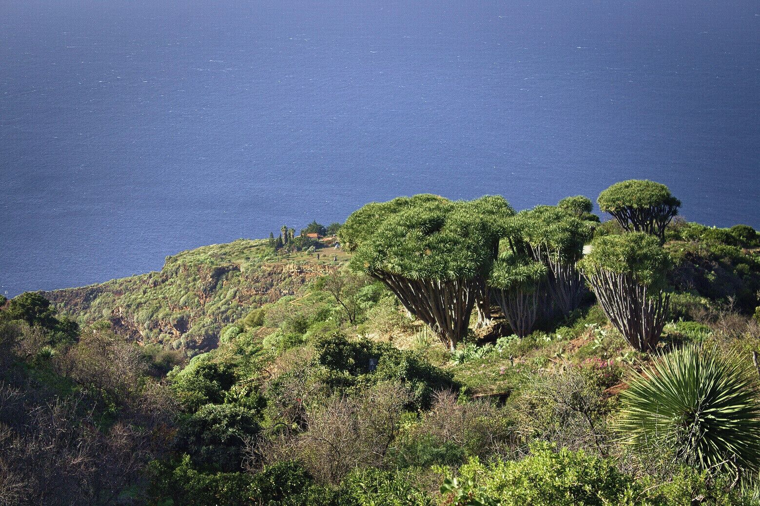 A coastal landscape with dense green vegetation and a few scattered trees.